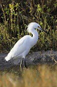 Snowy egret (Egretta thula) Wild,Herons, Bitterns,Ardeidae,Chordates,Chordata,Aves,Birds,Ciconiiformes,Herons Ibises Storks and Vultures,Flying,Africa,Terrestrial,Least Concern,South America,Riparian,Animalia,Carnivorous,IUCN Re