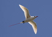 Red-tailed tropicbird (Phaethon rubricauda) flying,flight,Wild,Chordates,Chordata,Aves,Birds,Ciconiiformes,Herons Ibises Storks and Vultures,Phaethontidae,Tropicbirds,Pelecaniformes,Flying,Phaethon,Carnivorous,Terrestrial,Animalia,Shore,Least C