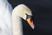 Mute swan (Cygnus olor) nottingham,england,swan,muteswan,cygnusolor,taxonomy:binomial=cygnusolor,Aves,Birds,Chordates,Chordata,Waterfowl,Anseriformes,Ducks, Geese, Swans,Anatidae,Flying,Coastal,North America,Aquatic,Common,A