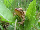 Spring peeper (Pseudacris crucifer) Wild