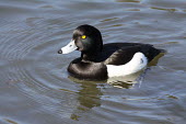 Tufted duck, male (Aythya fuligula) Wild,Ducks, Geese, Swans,Anatidae,Aves,Birds,Waterfowl,Anseriformes,Chordates,Chordata,fuligula,Animalia,Carnivorous,Ponds and lakes,Wildlife and Conservation Act,Asia,Aythya,Aquatic,Flying,Europe,IUC