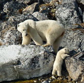 Female and cub polar bear rock climbing climbing,cub,young,parent,Chordates,Chordata,Bears,Ursidae,Mammalia,Mammals,Carnivores,Carnivora,Snow and ice,North America,Europe,maritimus,Vulnerable,Carnivorous,Terrestrial,Ursus,Asia,Animalia,Ocea