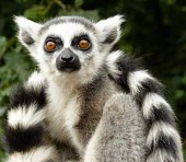 Ring-tailed lemur portrait portrait,Captive,Chordates,Chordata,Lemuridae,Mammalia,Mammals,Primates,Animalia,Appendix I,Near Threatened,Arboreal,Africa,Rock,Lemur,Terrestrial,Herbivorous,Temperate,Scrub,catta,IUCN Red List