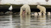 Female polar feeding on whale carcass with cub feeding,Chordates,Chordata,Bears,Ursidae,Mammalia,Mammals,Carnivores,Carnivora,Snow and ice,North America,Europe,maritimus,Vulnerable,Carnivorous,Terrestrial,Ursus,Asia,Animalia,Ocean,Tundra,Arctic,IU