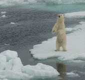 Polar bear standing upright on hind legs standing,ice floe,Chordates,Chordata,Bears,Ursidae,Mammalia,Mammals,Carnivores,Carnivora,Snow and ice,North America,Europe,maritimus,Vulnerable,Carnivorous,Terrestrial,Ursus,Asia,Animalia,Ocean,Tundra