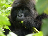 Young female mountain gorilla feeding on stalk female,young,feeding,portrait,Gorilla beringei beringei,Eastern gorilla,Wild,Rainforest,Hominidae,Chordata,Endangered,Gorilla,Africa,Animalia,beringei,Terrestrial,Mammalia,Primates,Herbivorous,IUCN Re