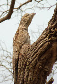 Great potoo on tree camouflage,Wild,Aves,Birds,Owls,Strigiformes,Chordates,Chordata,Nyctibiidae,Potoo,IUCN Red List,Caprimulgiformes,Nyctibius,Terrestrial,South America,Least Concern,Animalia,North America