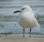 Red-billed gull, front view shore,shoreline