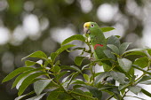 Yellow-crowned amazon yellow-crowned parrot,parrot