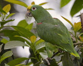 Yellow-crowned amazon, rear view yellow-crowned parrot,parrot