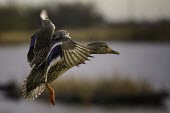 Female mallard landing,flying,female,birds,Waterfowl,Anseriformes,Chordates,Chordata,Ducks, Geese, Swans,Anatidae,Aves,Birds,Terrestrial,Herbivorous,platyrhynchos,North America,Europe,Urban,Temporary water,Ponds and