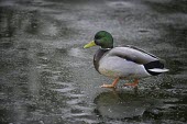 Mallard duck,ice,reflection,Waterfowl,Anseriformes,Chordates,Chordata,Ducks, Geese, Swans,Anatidae,Aves,Birds,Terrestrial,Herbivorous,platyrhynchos,North America,Europe,Urban,Temporary water,Ponds and lakes,S