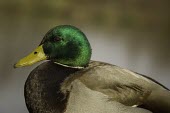 Mallard male mallard,ducks,close-up,Waterfowl,Anseriformes,Chordates,Chordata,Ducks, Geese, Swans,Anatidae,Aves,Birds,Terrestrial,Herbivorous,platyrhynchos,North America,Europe,Urban,Temporary water,Ponds and