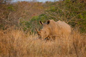 White rhino rhinoceros,grazing,square-lipped rhino,Rhinocerous,Rhinocerotidae,Perissodactyla,Odd-toed Ungulates,Mammalia,Mammals,Chordates,Chordata,Appendix II,Scrub,simum,Terrestrial,Savannah,Near Threatened,Afr