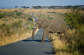 Elephant Crossing road,roads,elephant,Elephants,Elephantidae,Chordates,Chordata,Elephants, Mammoths, Mastodons,Proboscidea,Mammalia,Mammals,Appendix I,Africa,Appendix II,Savannah,Herbivorous,Terrestrial,Animal