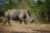 White rhino rhinoceros,square-lipped rhino,Rhinocerous,Rhinocerotidae,Perissodactyla,Odd-toed Ungulates,Mammalia,Mammals,Chordates,Chordata,Appendix II,Scrub,simum,Terrestrial,Savannah,Near Threatened,Africa,Crit