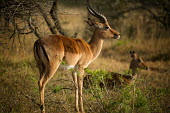 Impala antelopes,Bovidae,ungulate,prey,Chordates,Chordata,Even-toed Ungulates,Artiodactyla,Bison, Cattle, Sheep, Goats, Antelopes,Mammalia,Mammals,Aepyceros,Animalia,Africa,Terrestrial,Vulnerable,Savannah,Ce