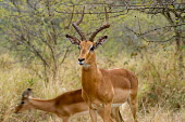 Impala antelopes,Bovidae,ungulate,prey,Chordates,Chordata,Even-toed Ungulates,Artiodactyla,Bison, Cattle, Sheep, Goats, Antelopes,Mammalia,Mammals,Aepyceros,Animalia,Africa,Terrestrial,Vulnerable,Savannah,Ce