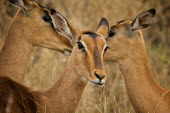 Impala antelopes,Bovidae,ungulate,prey,Chordates,Chordata,Even-toed Ungulates,Artiodactyla,Bison, Cattle, Sheep, Goats, Antelopes,Mammalia,Mammals,Aepyceros,Animalia,Africa,Terrestrial,Vulnerable,Savannah,Ce