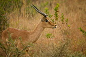 Impala antelopes,Bovidae,ungulate,prey,Chordates,Chordata,Even-toed Ungulates,Artiodactyla,Bison, Cattle, Sheep, Goats, Antelopes,Mammalia,Mammals,Aepyceros,Animalia,Africa,Terrestrial,Vulnerable,Savannah,Ce