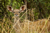 Kudu antelopes,Bovidae,ungulate,prey