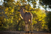 Kudu antelopes,Bovidae,ungulate,prey