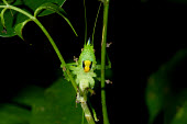 Insect insects,camouflage,close-up,face,scary