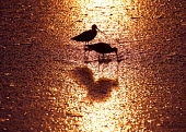 Sandpiper wader,shorebird,sunset,sunrise,light,foraging,probing,Scolopacidae