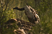 Vulture scavenger,scavenging,eating,carrion,giraffe