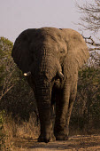 elephnat2 shadow,face on,portrait,Elephants,Elephantidae,Chordates,Chordata,Elephants, Mammoths, Mastodons,Proboscidea,Mammalia,Mammals,Appendix I,Africa,Appendix II,Savannah,Herbivorous,Terrestrial,Animalia,Co