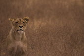 Lioness lioness,female lion,resting,Felidae,Cats,Mammalia,Mammals,Carnivores,Carnivora,Chordates,Chordata,leo,Animalia,Savannah,Africa,Scrub,Appendix II,Asia,Panthera,Vulnerable,Desert,Terrestrial,Carnivorous