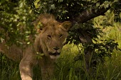 Lion male lion,close-up,big cats,Felidae,Cats,Mammalia,Mammals,Carnivores,Carnivora,Chordates,Chordata,leo,Animalia,Savannah,Africa,Scrub,Appendix II,Asia,Panthera,Vulnerable,Desert,Terrestrial,Carnivorous