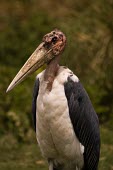 Marabou stork Waders,wading bird,storks,Aves,Birds,Ciconiiformes,Herons Ibises Storks and Vultures,Chordates,Chordata,Storks,Ciconiidae,Least Concern,Flying,Carnivorous,Savannah,Urban,Animalia,Leptoptilos,Africa,We