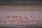 Flamingo flock,pink,colourful