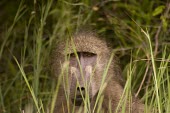 Baboon monkeys,old world monkeys,face,close-up