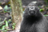 Crested black macaque looking up looking up,endemic,primate,black,Macaca Nigra Project,Wild,Mammalia,Mammals,Chordates,Chordata,Primates,Old World Monkeys,Cercopithecidae,Omnivorous,Asia,Appendix II,Tropical,Arboreal,Macaca,Endangere