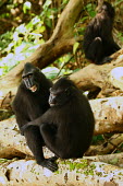 Young crested black macaques playing  and embracing Juveniles,young,playing,embracing,endemic,primate,black,Macaca Nigra Project,Wild,Mammalia,Mammals,Chordates,Chordata,Primates,Old World Monkeys,Cercopithecidae,Omnivorous,Asia,Appendix II,Tropical,Ar