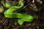 Walger's palm viper, dorsal view dorsal view,Wild