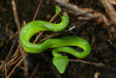 Walger's palm viper Wild