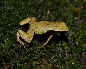 Yellow Mantella (Mantella crocea) Mantella,Yellow Mantella,Eastern Mantella,Mantella crocea,Endangered,Captive,Animalia,crocea,Amphibia,Terrestrial,Chordata,Africa,Sub-tropical,Mantellidae,Anura,Tropical,Aquatic,Wetlands,IUCN Red List