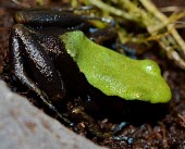 Climbing Bamboo Mantella (Mantella laevigata) Mantella,Climbing Mantella,Arboreal Mantella,Bamboo Mantella,Mantella laevigata,Near Threatened,Captive