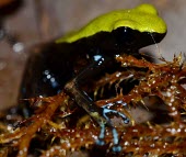 Climbing Bamboo Mantella (Mantella laevigata) Mantella,Climbing Mantella,Arboreal Mantella,Bamboo Mantella,Mantella laevigata,Near Threatened,Captive