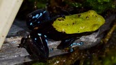 Climbing Bamboo Mantella (Mantella laevigata) Mantella,Climbing Mantella,Arboreal Mantella,Bamboo Mantella,Mantella laevigata,Near Threatened,Captive