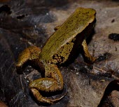 Yellow Mantella (Mantella crocea) Mantella,Yellow Mantella,Eastern Mantella,Mantella crocea,Endangered,Captive,Animalia,crocea,Amphibia,Terrestrial,Chordata,Africa,Sub-tropical,Mantellidae,Anura,Tropical,Aquatic,Wetlands,IUCN Red List