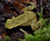 Yellow Mantella (Mantella crocea) Mantella,Yellow Mantella,Eastern Mantella,Mantella crocea,Endangered,Captive,Animalia,crocea,Amphibia,Terrestrial,Chordata,Africa,Sub-tropical,Mantellidae,Anura,Tropical,Aquatic,Wetlands,IUCN Red List