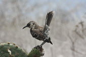 Floreana mockingbird perched on Opuntia fruit Perched,Opuntia fruit,Endemic,Galapagos,Mimidae,South America,Mimus,Scrub,Aves,Critically Endangered,trifasciatus,Omnivorous,Animalia,Flying,Terrestrial,Passeriformes,Chordata,IUCN Red List