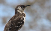 Floreana mockingbird, close up Close up,Endemic,Galapagos,Mimidae,South America,Mimus,Scrub,Aves,Critically Endangered,trifasciatus,Omnivorous,Animalia,Flying,Terrestrial,Passeriformes,Chordata,IUCN Red List