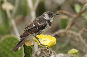 Floreana mockingbird feeding on Opuntia flower Feeding,Endemic,Galapagos,Mimidae,South America,Mimus,Scrub,Aves,Critically Endangered,trifasciatus,Omnivorous,Animalia,Flying,Terrestrial,Passeriformes,Chordata,IUCN Red List