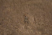 Cheetah Felidae,felids,big cats,Chordates,Chordata,Carnivores,Carnivora,Mammalia,Mammals,Cats,jubatus,Savannah,Appendix I,Africa,Acinonyx,Critically Endangered,Carnivorous,Terrestrial,Animalia,Endangered,Scru