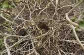 Floreana mockingbird nest Nest,Eggs,Endemic,Galapagos,Mimidae,South America,Mimus,Scrub,Aves,Critically Endangered,trifasciatus,Omnivorous,Animalia,Flying,Terrestrial,Passeriformes,Chordata,IUCN Red List